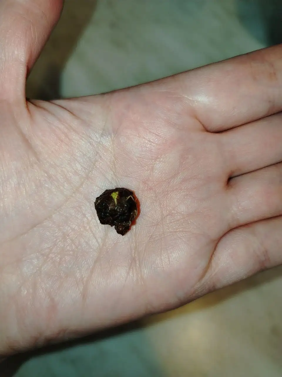 Продажа клубней алоказии фрайдек - Растения (Хобби и отдых) в Волгоград