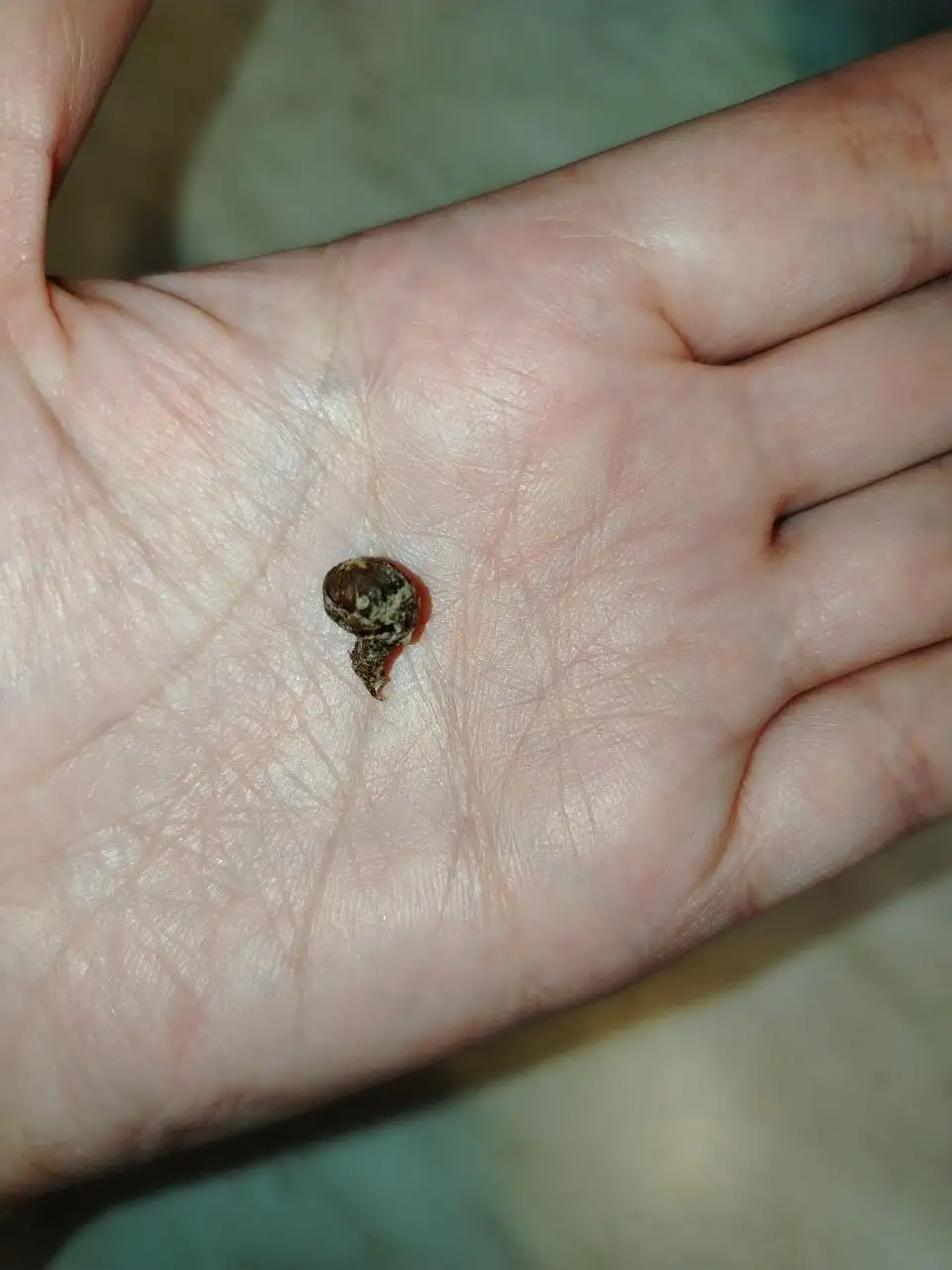 Продажа клубней алоказии фрайдек - Растения (Хобби и отдых) в Волгоград