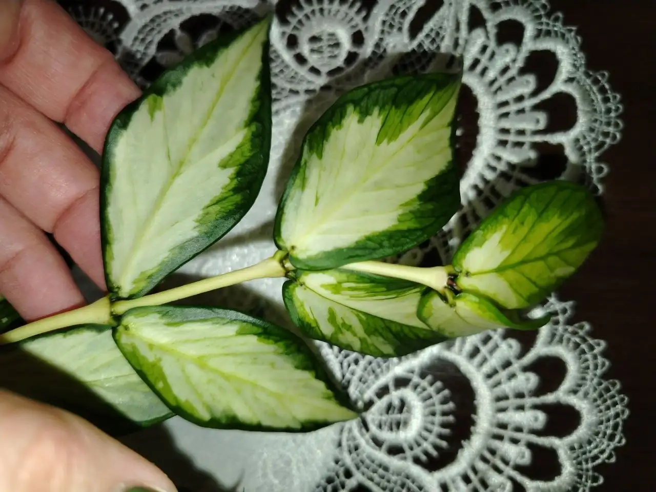 Продажа растений хойя полинейра в Волгограде - Растения (Хобби и отдых) в Волгоград