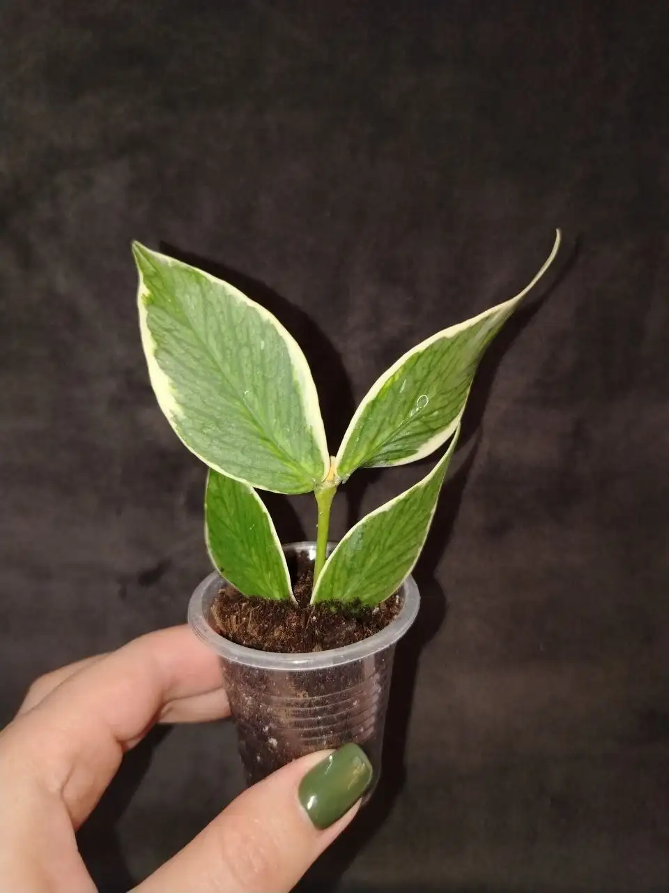 Продажа растений хойя полинейра в Волгограде - Растения (Хобби и отдых) в Волгоград