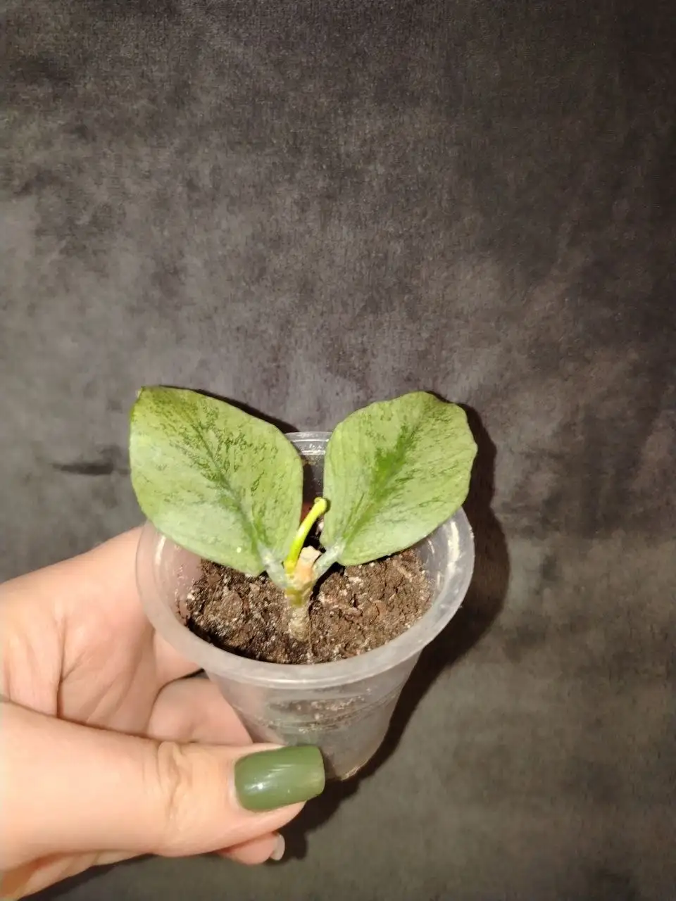 Продажа растений хойя полинейра в Волгограде - Растения (Хобби и отдых) в Волгоград