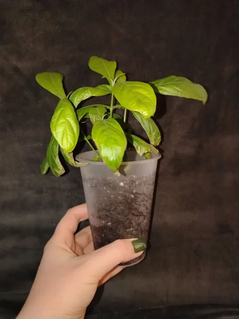 Пахистахис жёлтый - Снаряжение в Волгоград