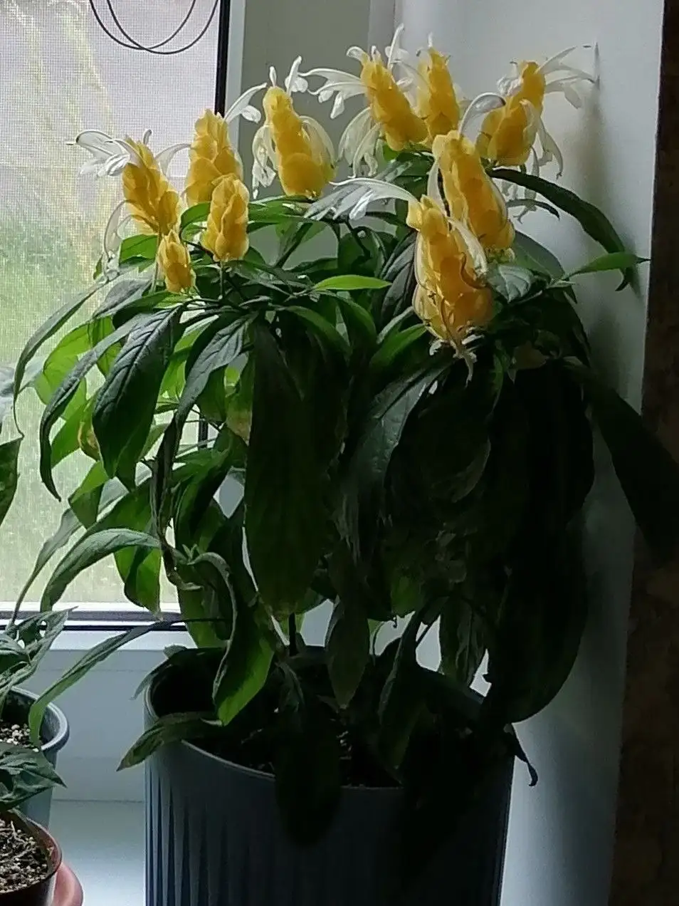 Пахистахис жёлтый - Растения (Хобби и отдых) в Волгоград