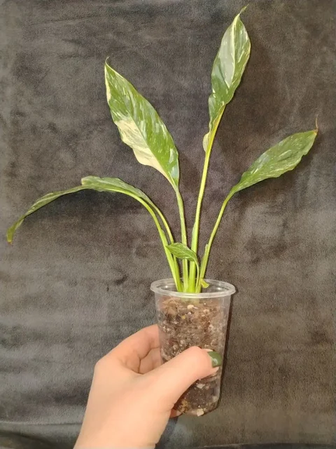 Продажа спатифиллума - Снаряжение в Волгоград