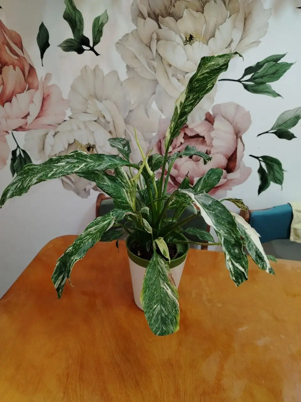 Продажа спатифиллума - Растения (Хобби и отдых) в Волгоград