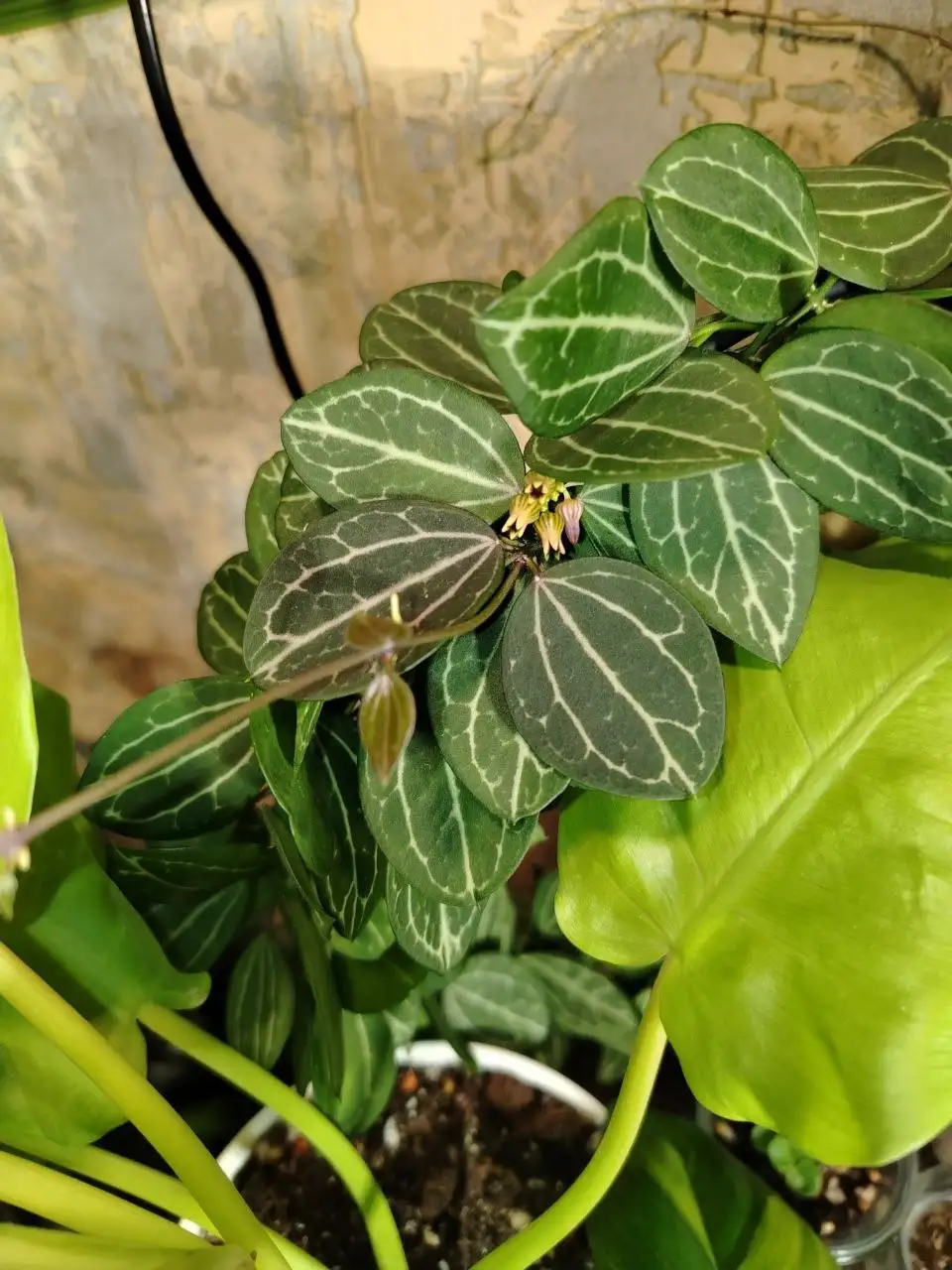 Продам срез дисхидии овата - Растения (Хобби и отдых) в Волгоград