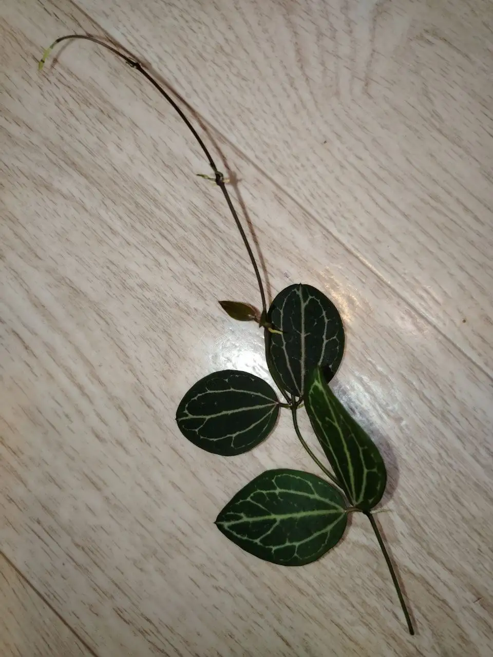 Продам срез дисхидии овата - Растения (Хобби и отдых) в Волгоград