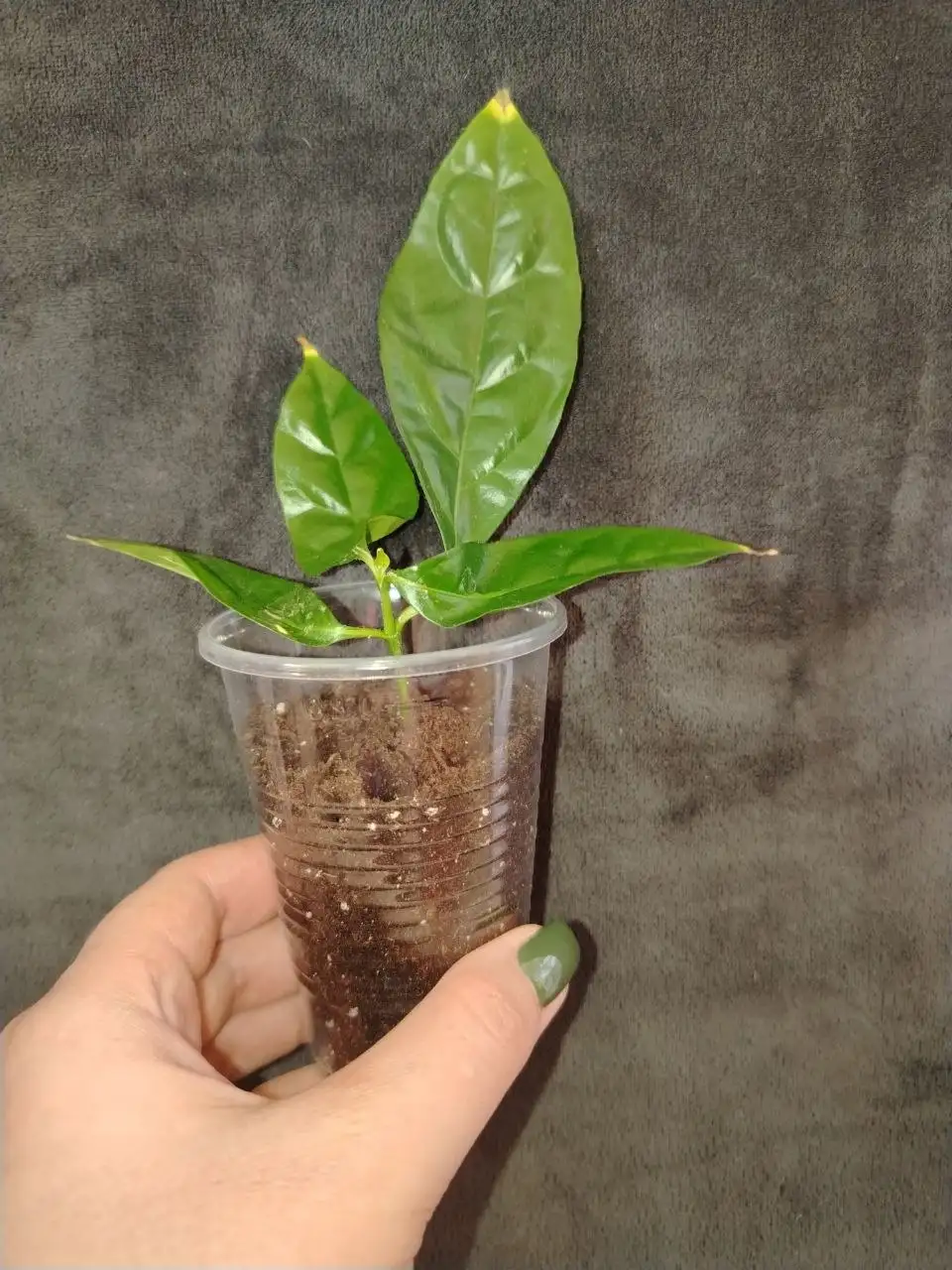 Продажа Уайтфельдии в Волгограде - Растения (Хобби и отдых) в Волгоград