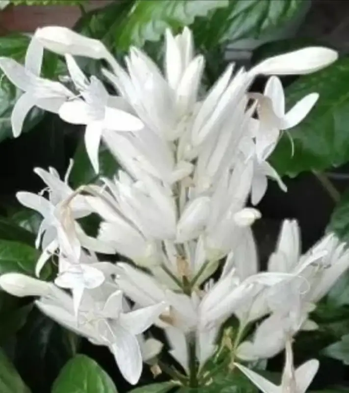 Продажа Уайтфельдии в Волгограде - Растения (Хобби и отдых) в Волгоград