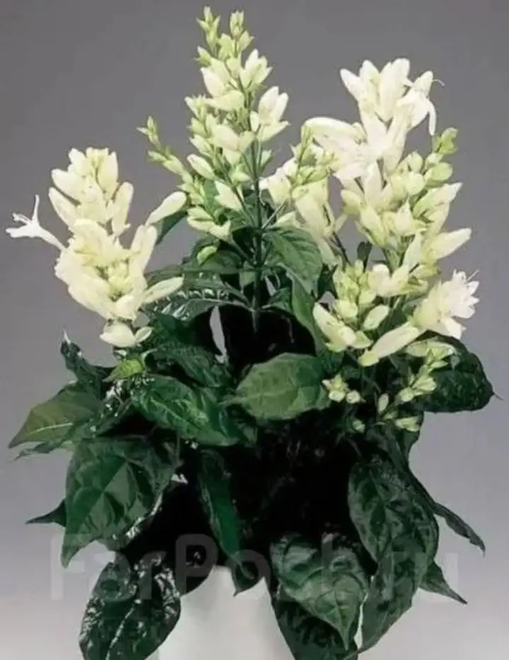 Продажа Уайтфельдии в Волгограде - Растения (Хобби и отдых) в Волгоград