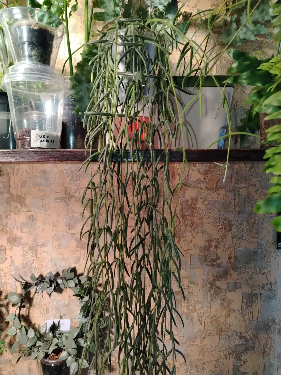 Продам срез хойи линеарис - Растения (Хобби и отдых) в Волгоград