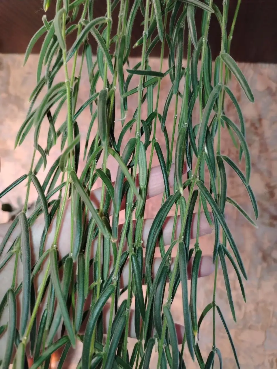 Продам срез хойи линеарис - Растения (Хобби и отдых) в Волгоград