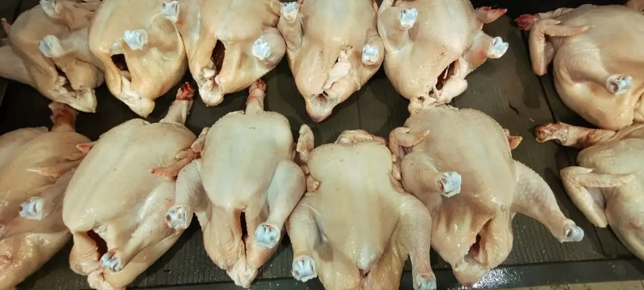 Продажа домашнего бройлера - Барахолка в Волгоград