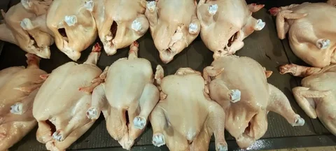 Продажа домашнего бройлера - Цветы в Волгоград