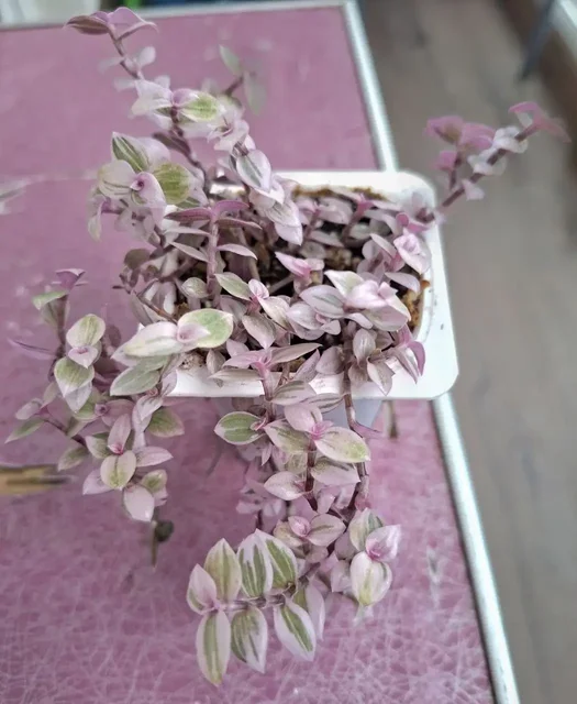 Продажа в Родниковой долине Волгограда - Цветы в Волгоград