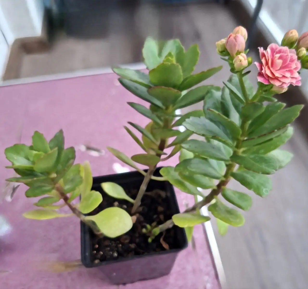 Продажа в Родниковой долине Волгограда - Барахолка в Волгоград