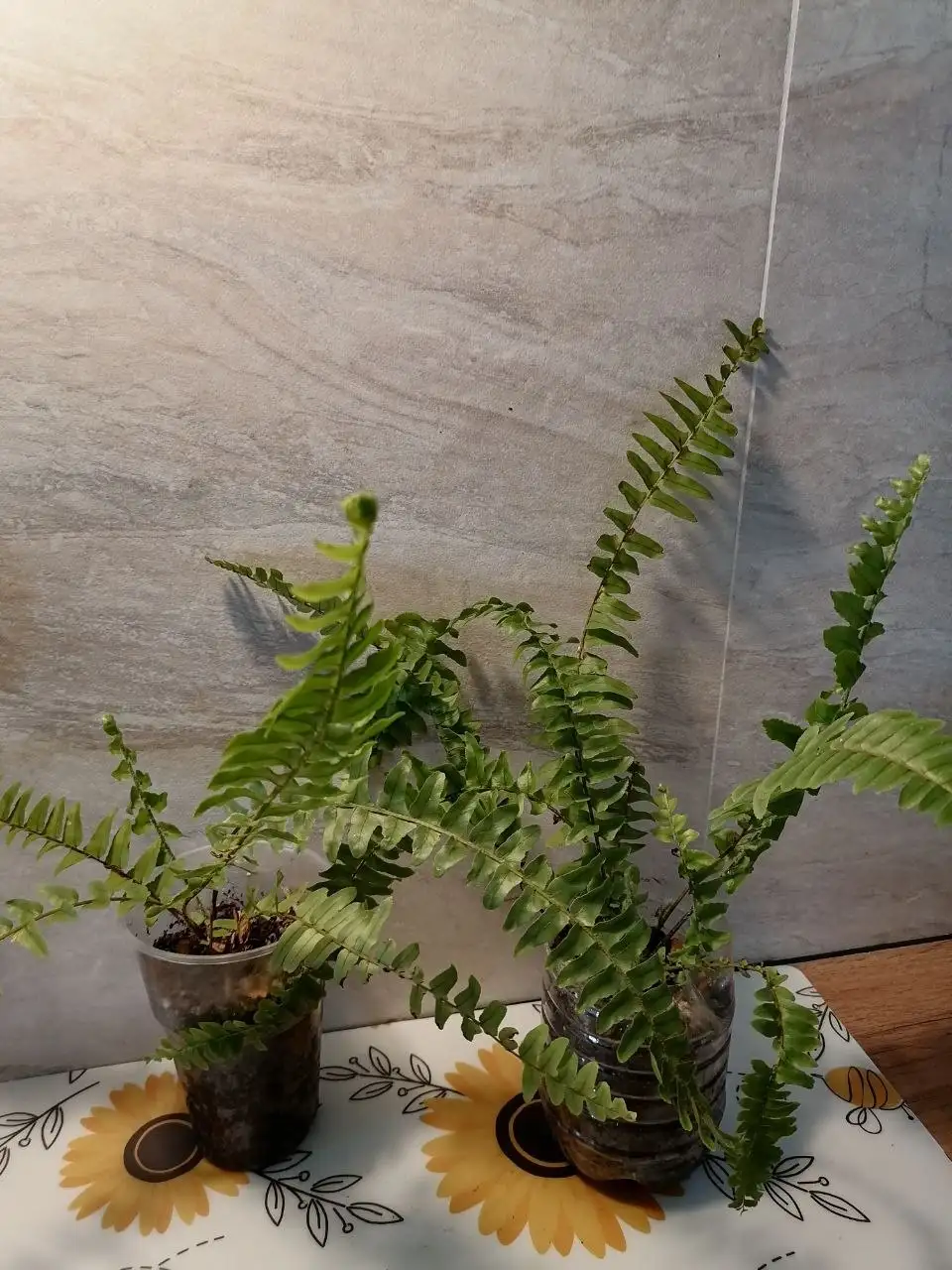 Папоротник комнатный нефролепис - Растения (Хобби и отдых) в Волгоград