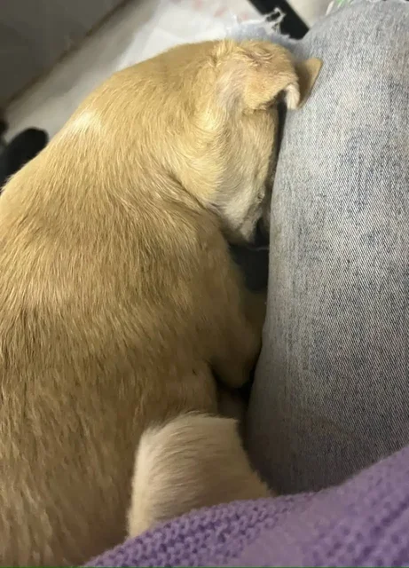 Отдам щенка в добрые руки - Животные в Волгоград