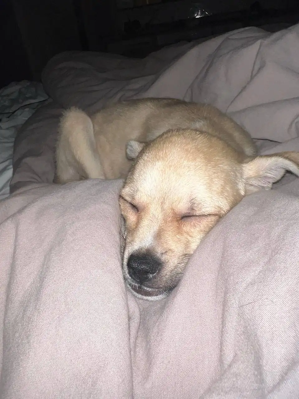 Отдам щенка в добрые руки - Собаки (Животные) в Волгоград