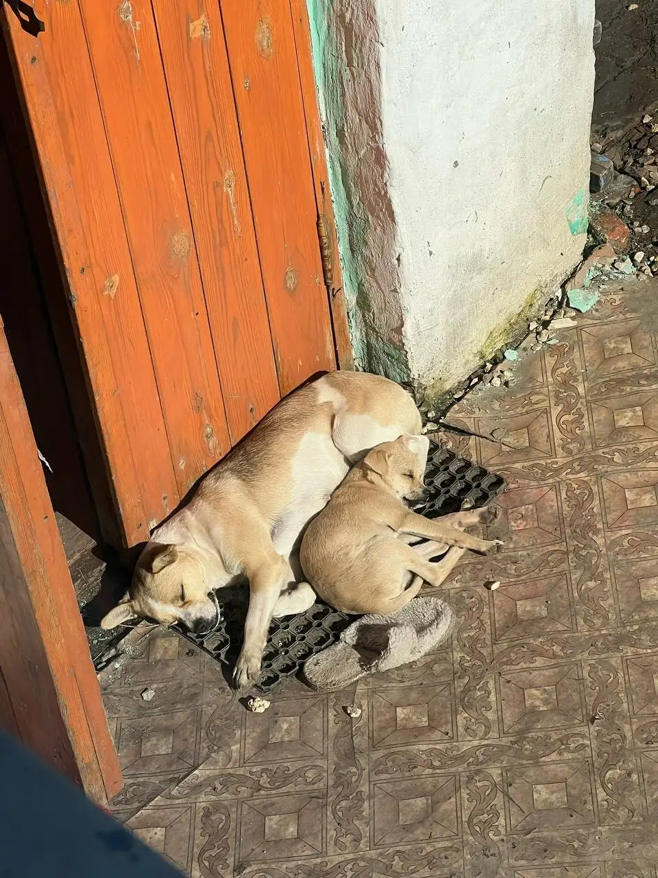 Отдам щенка в добрые руки - Собаки (Животные) в Волгоград