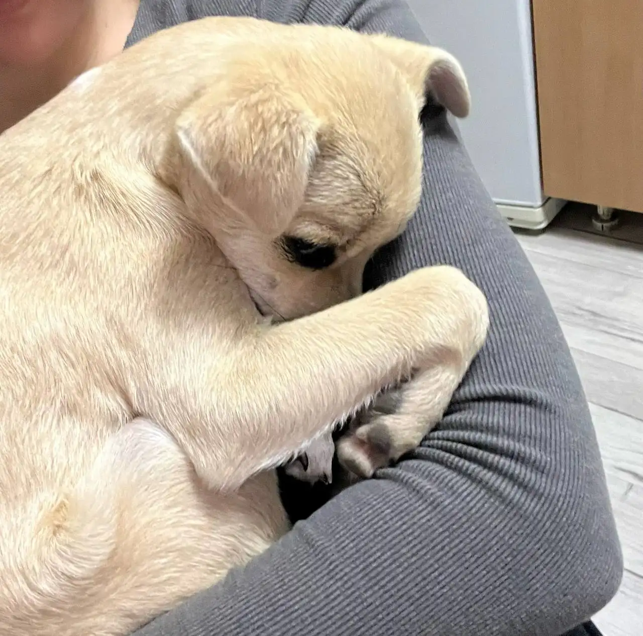 Отдам щенка в добрые руки - Собаки (Животные) в Волгоград