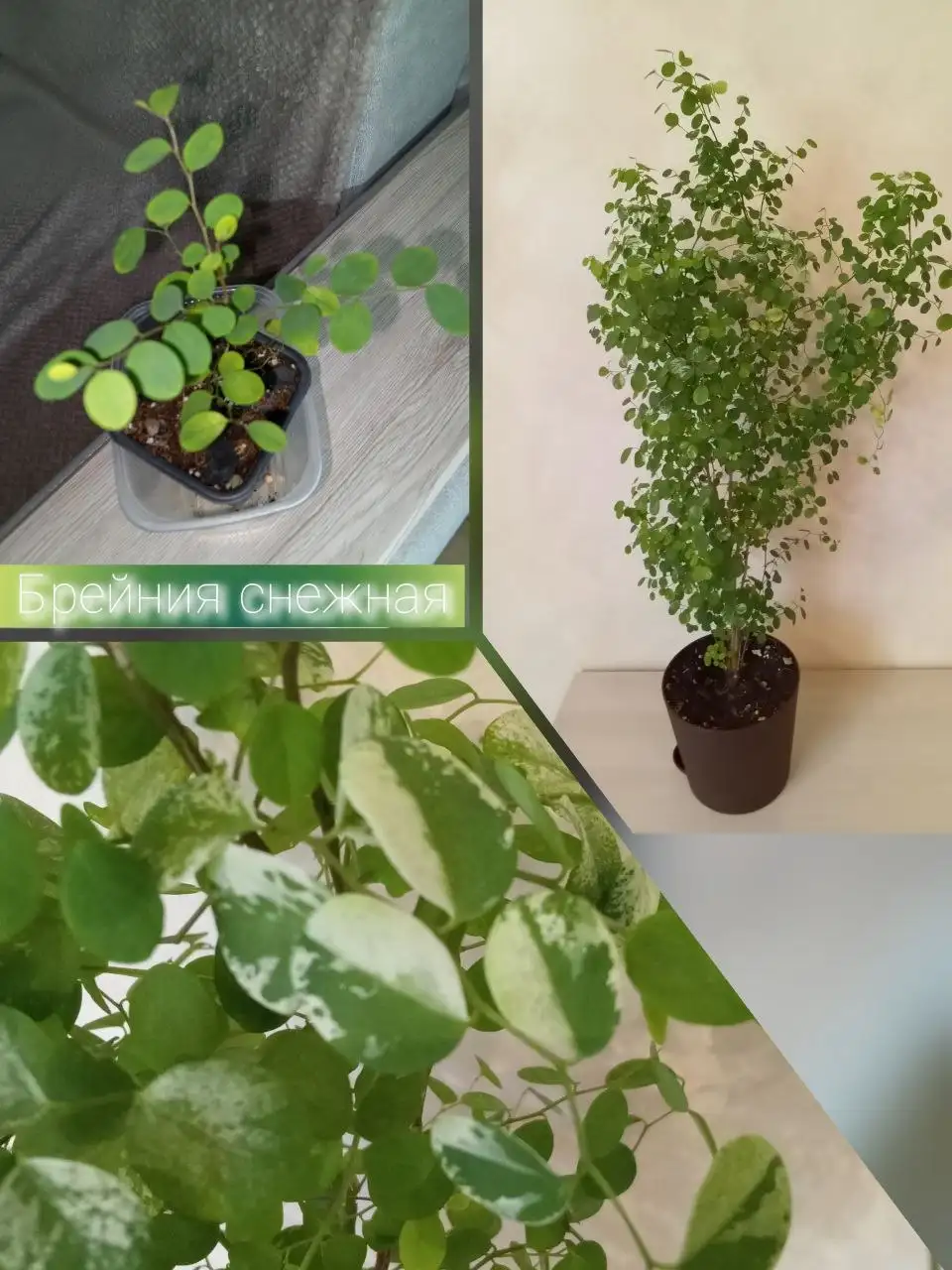 Продажа брейнии снежной - Растения (Хобби и отдых) в Волгоград