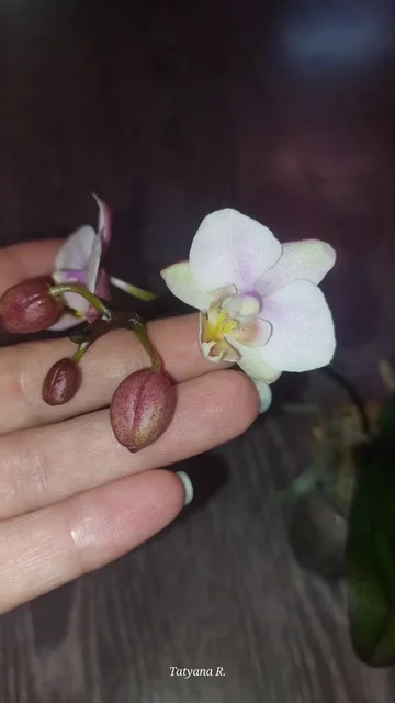 Орхидея фаленопсис - Рыбалка в Волгоград