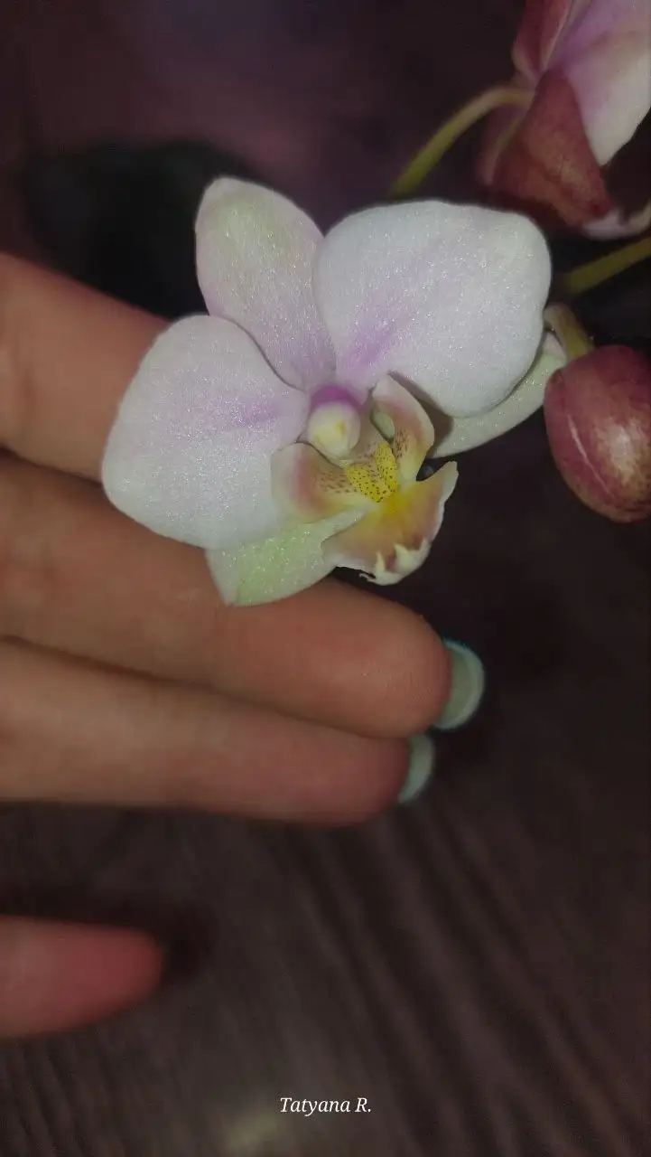 Орхидея фаленопсис - Растения (Хобби и отдых) в Волгоград
