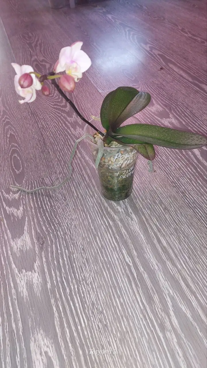 Орхидея фаленопсис - Растения (Хобби и отдых) в Волгоград