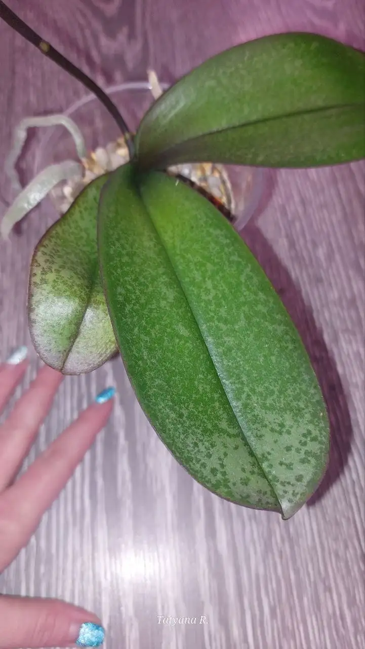 Орхидея фаленопсис - Растения (Хобби и отдых) в Волгоград