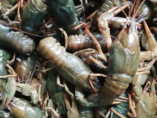 Продажа раков микс с доставкой в Волгограде - Часы в Волгоград