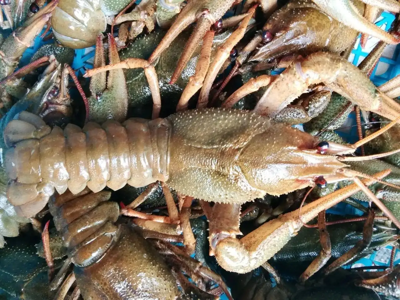 Продажа раков микс с доставкой в Волгограде - Продукты питания (Барахолка) в Волгоград