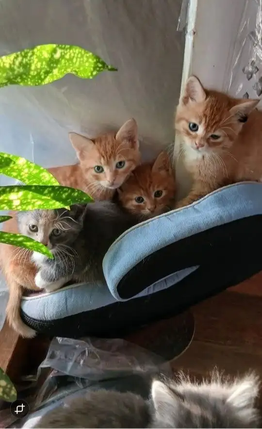 Котята в добрые руки в Волгограде - Кошки (Животные) в Волгоград