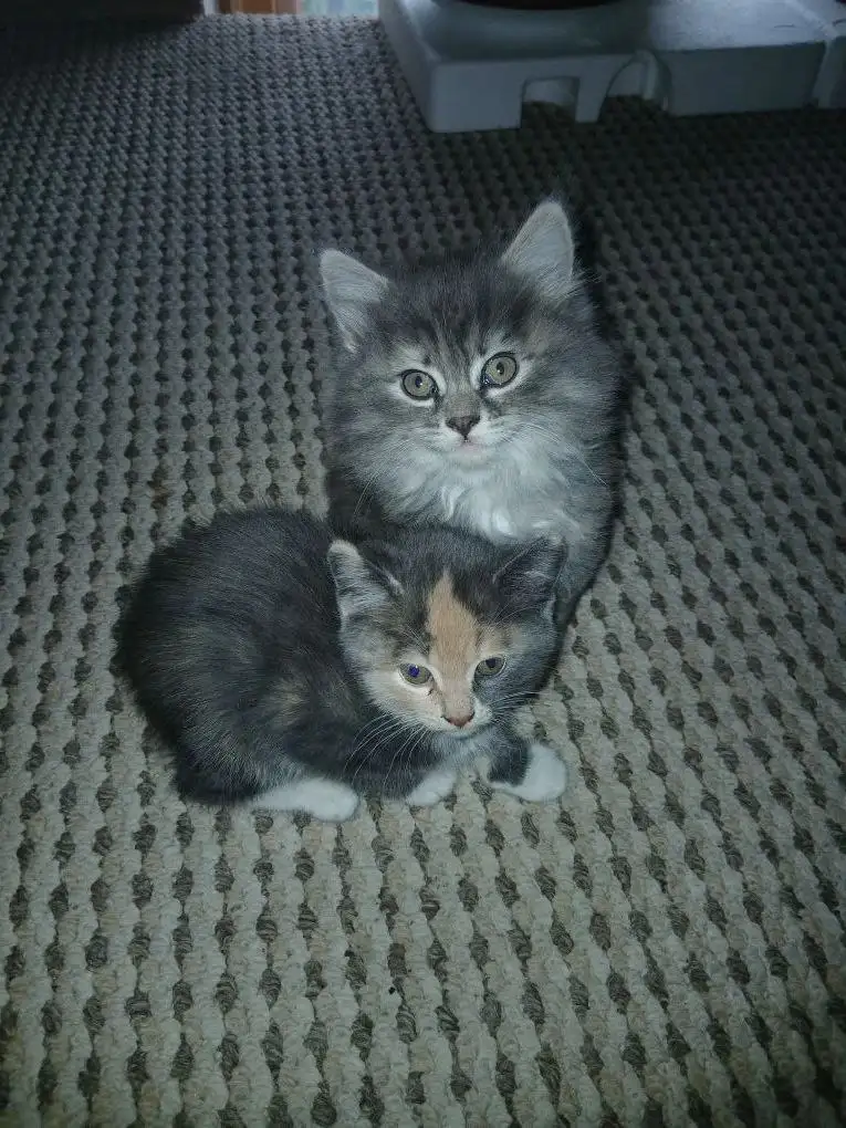 Котята в добрые руки в Волгограде - Кошки (Животные) в Волгоград