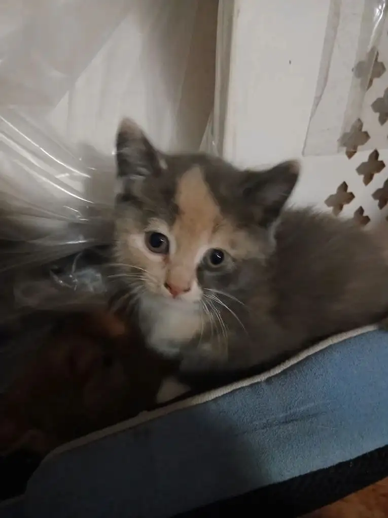 Котята в добрые руки в Волгограде - Кошки (Животные) в Волгоград