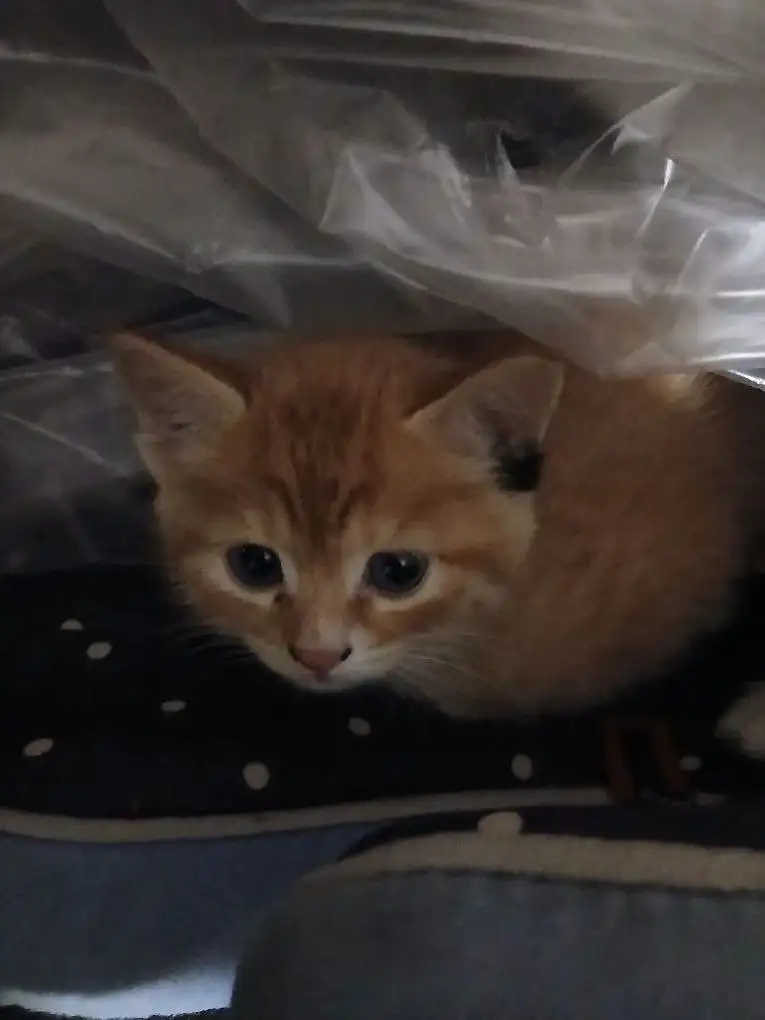 Котята в добрые руки в Волгограде - Кошки (Животные) в Волгоград