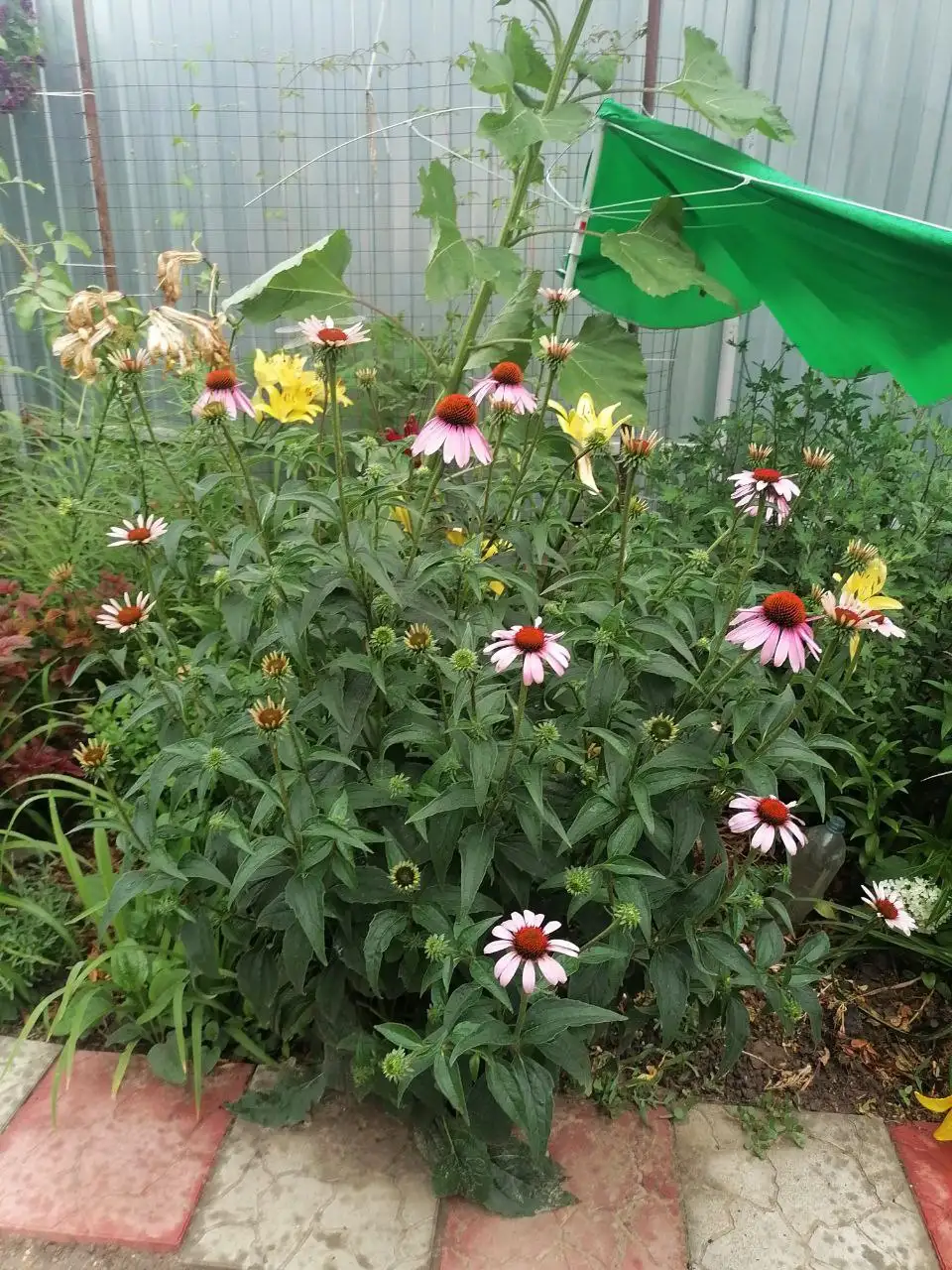 Эхинацея из грунта - Растения (Хобби и отдых) в Волгоград