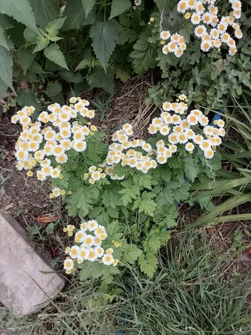 Продажа куста пиретрума в Волгограде - частное объявление в Волгоград