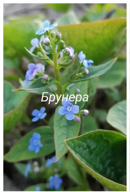 Продажа растений Брунера и Ясколка - частное объявление в Волгоград