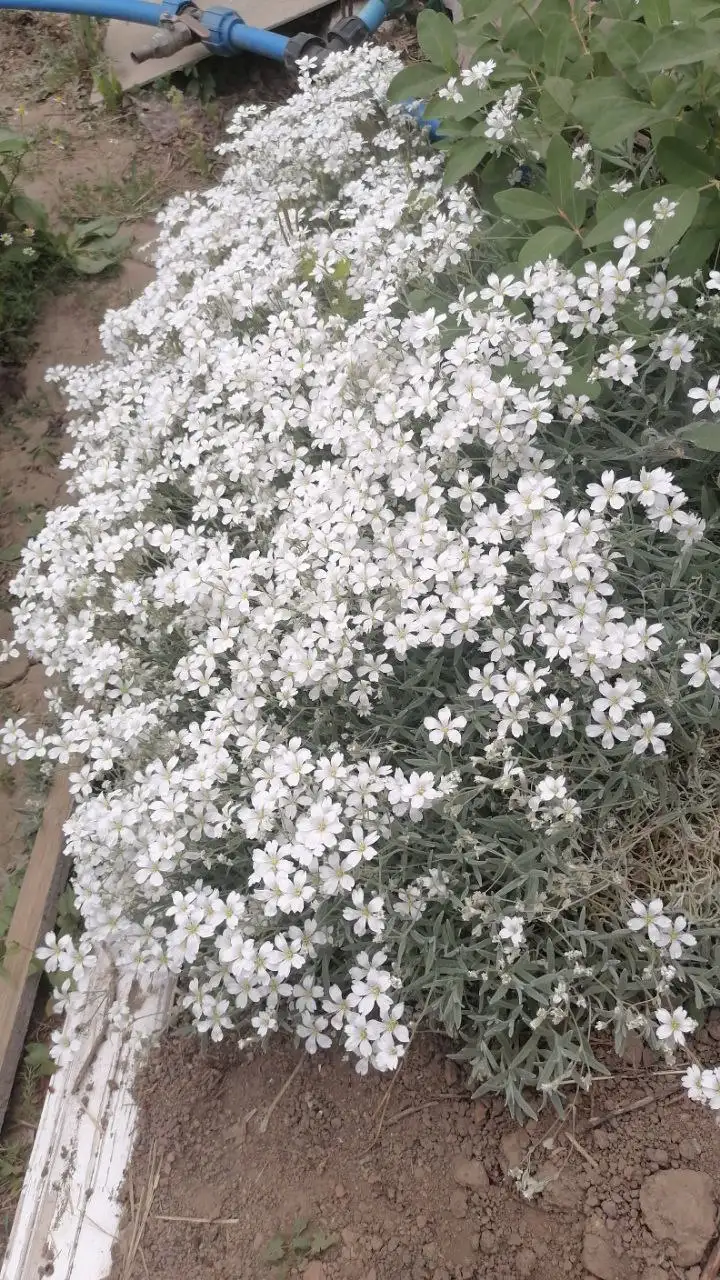 Продажа растений Брунера и Ясколка - Растения (Хобби и отдых) в Волгоград