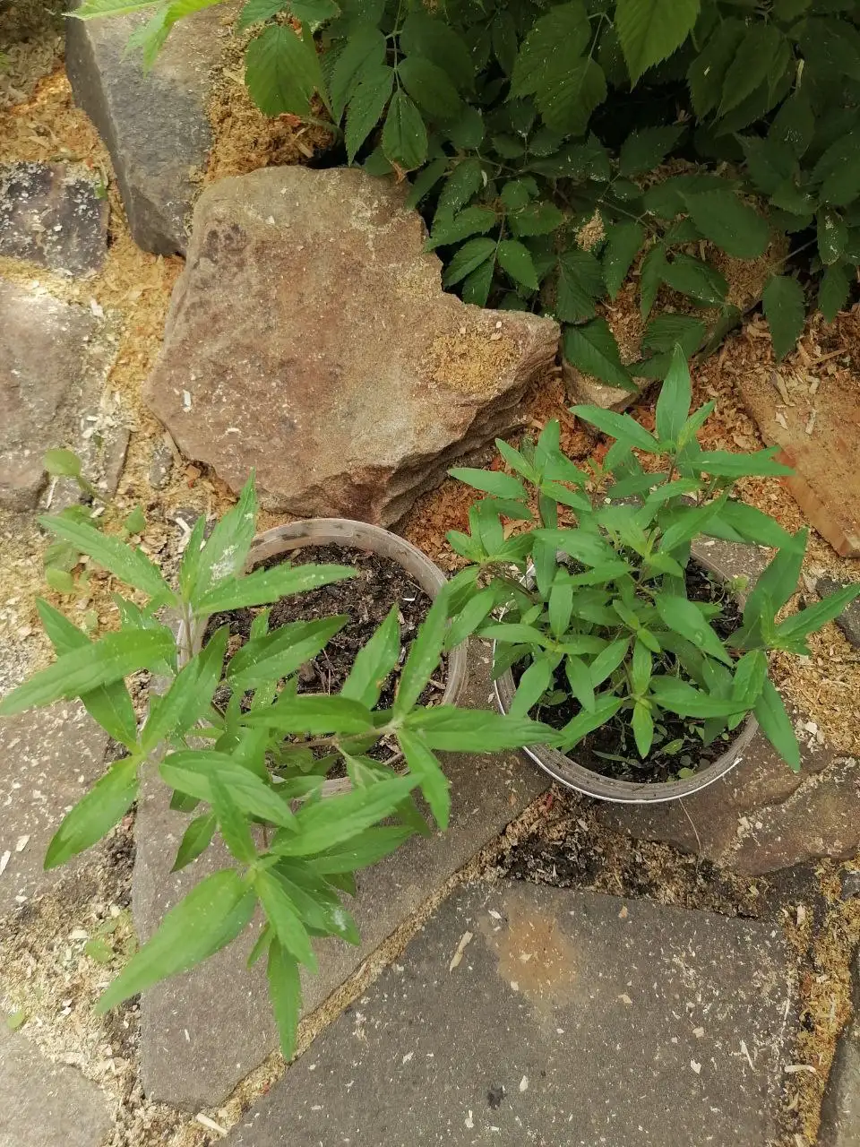Кариоптерис кустарник для сада - Растения (Для дома и дачи) в Волгоград