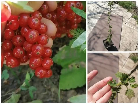 Саженец красной смородины, урожайный сорт - частное объявление в Волгоград