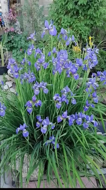 Ирис сибирский - частное объявление в Волгоград