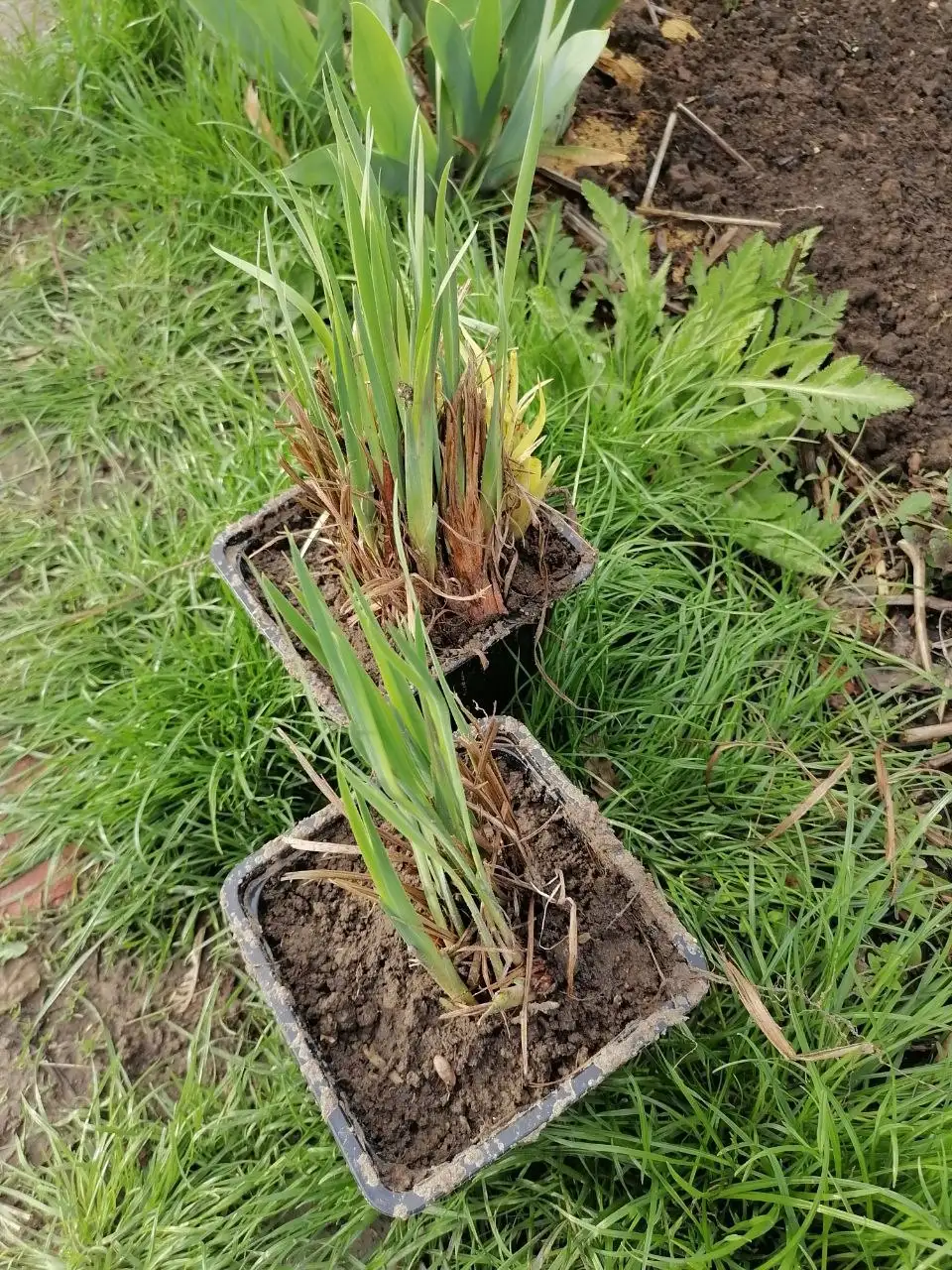 Ирис сибирский - Растения (Хобби и отдых) в Волгоград