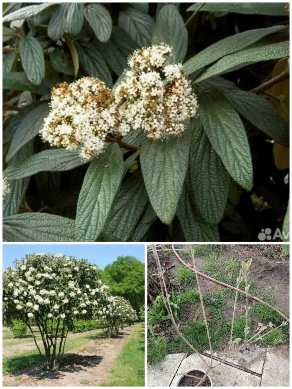 Саженец декоративного кустарника Калина морщинолистная в Волгограде - Растения (Хобби и отдых) в Волгоград