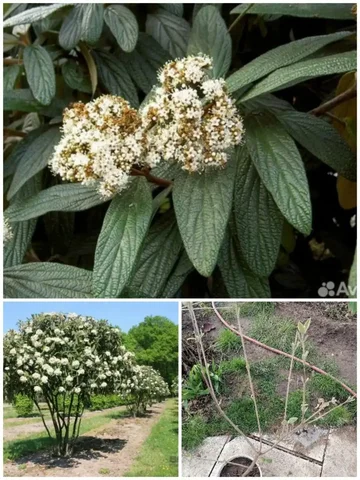Саженец декоративного кустарника Калина морщинолистная в Волгограде - частное объявление в Волгоград
