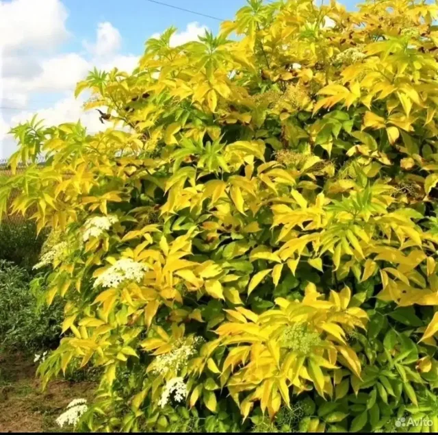 Продажа саженцев бузины черной - частное объявление в Волгоград