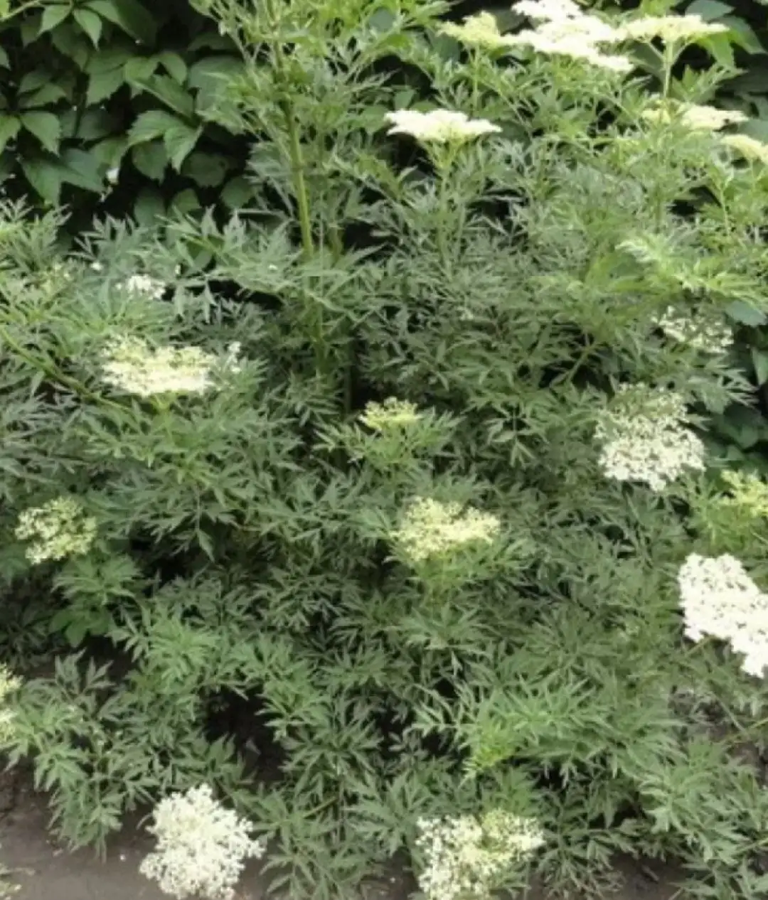 Продажа саженцев бузины черной - Садоводство (Хобби и отдых) в Волгоград