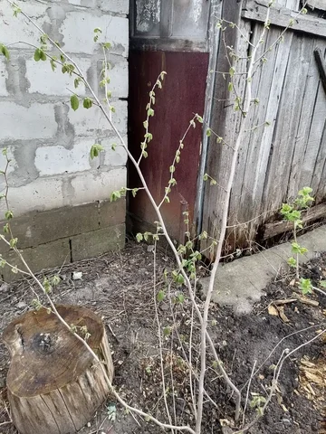 Саженцы фундука Кавказ - Садовый инвентарь в Волгоград