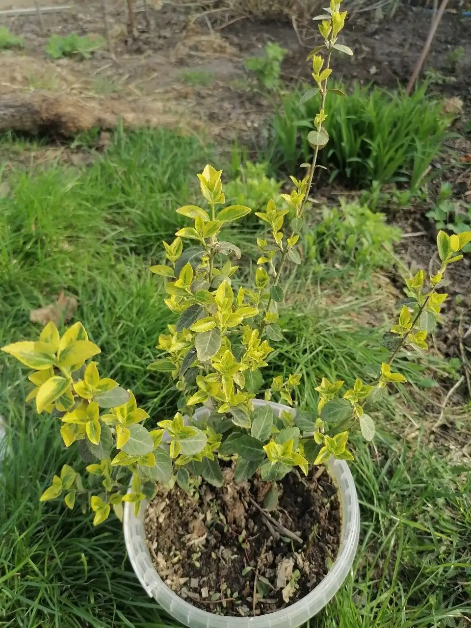 Бересклет форчуна - Растения (Хобби и отдых) в Волгоград
